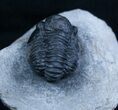 Inch Gerastos Trilobite From Morocco #2074-1